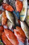 Al Hudaydah / Hodeida, Yemen: assorted fish at morning fish market - photo by J.Pemberton