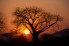 Southern province, Zambia: baobab tree silhouette at sunset - Adansonia digitata - photo by C.Lovell
