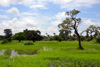 North Bank division, Gambia: trees and rice fields on the swampy banks the River Gambia - photo by M.Torres