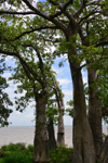 James Island / Kunta Kinteh island, The Gambia: baobab trees and the River Gambia on the horizon - photo by M.Torres