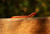 Gunung Mulu National Park, Sarawak, Borneo, Malaysia: red millipede - photo by A.Ferrari