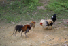 Skandis, Lubok Antu District, Sarawak, Borneo, Malaysia: cock fighting - Iban longhouse - photo by A.Ferrari