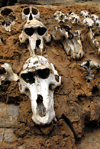 Bandiagara Escarpment, Dogon country, Mopti region, Mali: monkey skulls set into a building as hunting trophies - photo by J.Pemberton