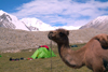 Mongolia - Altai mountains: Mt Khuiten - 4,374m - Mongolia's highest peak - camp and camel - Camelus bactrianus - photo by A.Summers