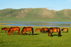 Khorgo-Terkhiin Tsagaan Nuur NP, Mongolia: horses in the evening light - White Lake - photo by A.Ferrari